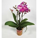 ORHIDEJA KOLIBRI TRI STEBLA L9