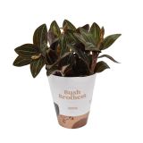 ORHIDEJA LUDISIA XL L12 CM