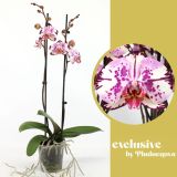 ORHIDEJA MAGIC ART 2-STEBELNA MIX L12