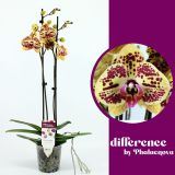 ORHIDEJA MARIOLA 2-STEBELNA MIX L12