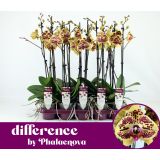 ORHIDEJA MARIOLA 2-STEBELNA MIX L12