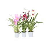 ORHIDEJA MILTONIJA 1-STEBELNA MIX L12