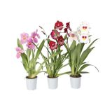 ORHIDEJA MILTONIJA MIX DVE STEBLI