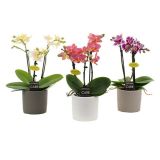 ORHIDEJA MINI 3-STEBELNA MIX L7