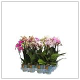 ORHIDEJA MIX 3-STEBELNA L9