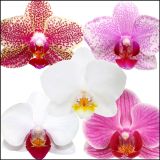 ORHIDEJA MIX 3-STEBELNA L9