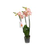 ORHIDEJA MIX 3-STEBELNA L9