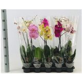 ORHIDEJA MIX ENOSTEBELNA L12