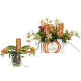 ORHIDEJA MULTI. ARTISTO MIX 3-4-STEBELNA L9
