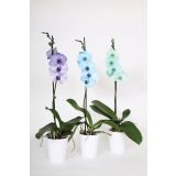 ORHIDEJA OCEAN BLUES PHALAENOPSIS 1 STEBLO L12