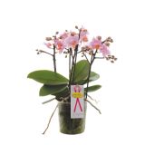 ORHIDEJA BOQUETTO PINKO L12