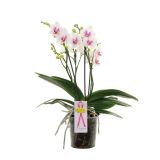 ORHIDEJA BOQUETTO PINKO L12