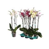 ORHIDEJA DVE STEBLI L15