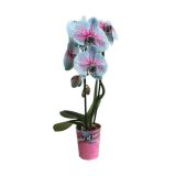 ORHIDEJA ORHIDEJA KASKADA