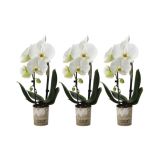 ORHIDEJA KASKADA BELA L9