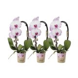 ORHIDEJA KASKADA PISANA L9