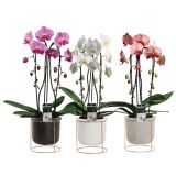 ORHIDEJA NA STOJALU L12 MIX V LONČKU VIŠ 60CM