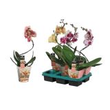 ORHIDEJA SPIRALA L12