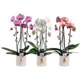 ORHIDEJA V LONČKU L12 MIX VIŠ 65CM