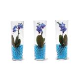 ORHIDEJA ORHIDEJA V STEKLU MODRA