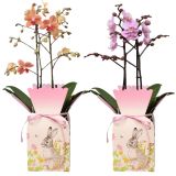 ORHIDEJA PHALAENOPSIS 2 ST. V OKR. POMLADNEM LONČKU L12 CM