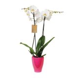 ORHIDEJA PHALAENOPSIS 2 STEBLI L12