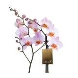 ORHIDEJA PHALAENOPSIS 2 STEBLI L12