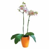ORHIDEJA PHALAENOPSIS 2 STEBLI L12