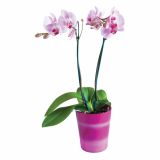 ORHIDEJA PHALAENOPSIS 2 STEBLI L12