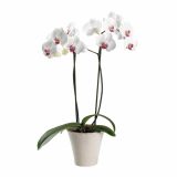 ORHIDEJA PHALAENOPSIS 2 STEBLI L12 V OKRASNEM LONCU L16