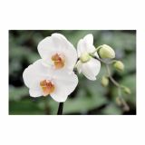 ORHIDEJA PHALAENOPSIS 2 STEBLI L12 V OKRASNEM LONCU L16