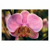 ORHIDEJA PHALAENOPSIS 2 STEBLI L12 V OKRASNEM LONCU L16