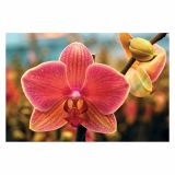 ORHIDEJA PHALAENOPSIS 2 STEBLI L12 V OKRASNEM LONCU L16