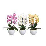 ORHIDEJA PHALAENOPSIS CASCADE LISA V OKRASNEM LONCU L15