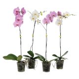 ORHIDEJA PHALAENOPSIS GRANDE L15