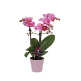 ORHIDEJA PHALAENOPSIS KOLIBRI 3 STEBLA L9