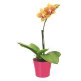 ORHIDEJA PHALAENOPSIS LITTLE LADY 1 STEBLO L6