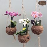 ORHIDEJA PHALAENOPSIS MINI KOKODAMA