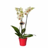 ORHIDEJA PHALAENOPSIS MIX 3 STEBLA L12