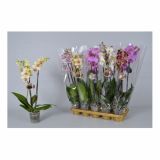 ORHIDEJA PHALAENOPSIS MIX 3 STEBLA L12