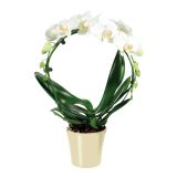 ORHIDEJA PHALAENOPSIS OBLIKOVAN KROG L12