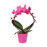 ORHIDEJA PHALAENOPSIS OBLIKOVAN KROG L12