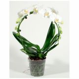 ORHIDEJA PHALAENOPSIS OBLIKOVAN KROG L12