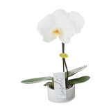 ORHIDEJA PHALAENOPSIS SINGOLO L9