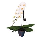 ORHIDEJA PHALAENOPSIS WATERFALL L15