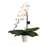 ORHIDEJA PHALAENOPSIS WATERFALL L15