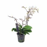 ORHIDEJA PHALAENOPSIS WILD ORCHID