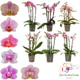 ORHIDEJA PINK 4-STEBELNA MIX L12