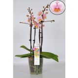 ORHIDEJA PINK 4-STEBELNA MIX L12