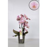 ORHIDEJA PINK 4-STEBELNA MIX L12